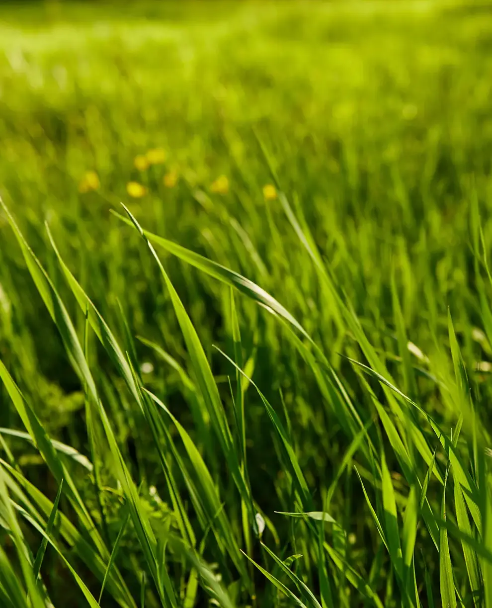 stroud-garden-maintenance